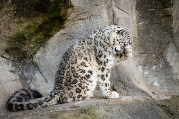 Schneeleopard wird auf einem Stein gewaschen