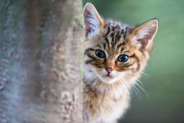 Un gatito Mira detrás de un árbol