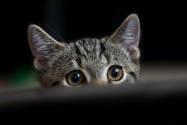 Un pequeño gatito Mira al dueño