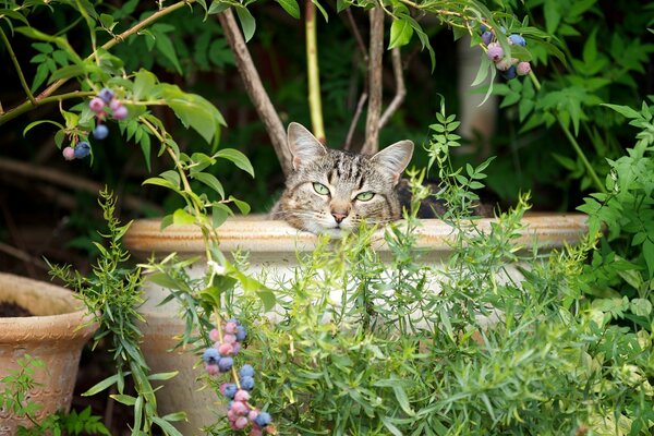 Chat mignon dans un vase