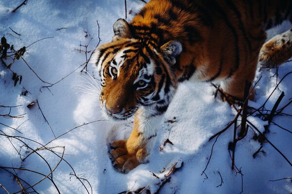 Amur tiger on winter hunting