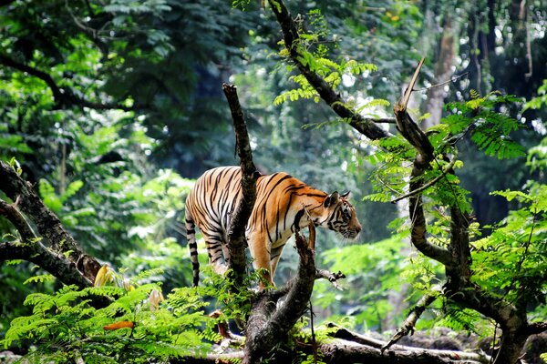 Tiger walks among the large branches of trees and ferns