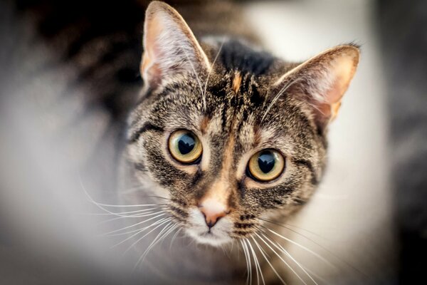 Katze mit tiefem Blick auf verschwommenem Hintergrund