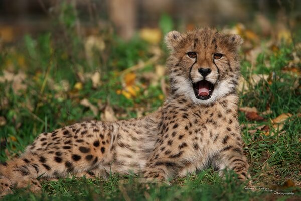 Cheetah cub learns mirga