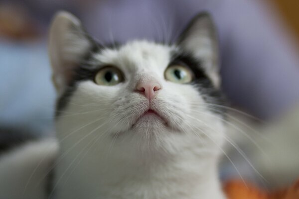 Cara de gato con ojos encantadores