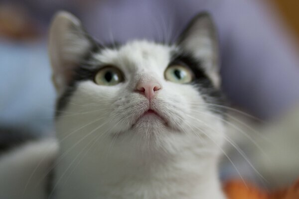 Museau de chat avec des yeux charmants