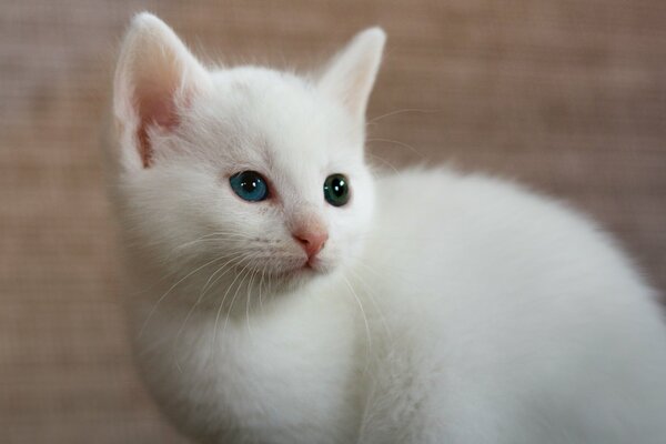 Weiße Katze mit Heterochromie