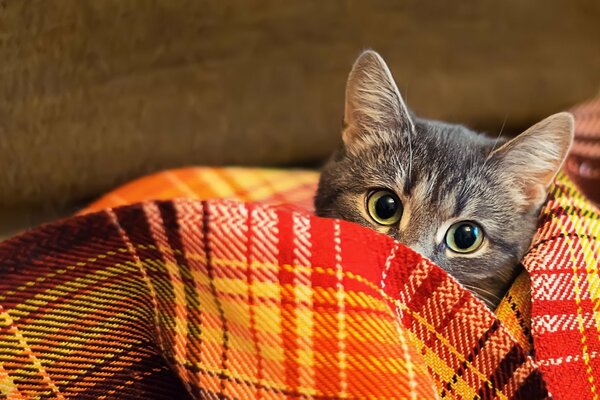 The look of a cat from under a woolen blanket