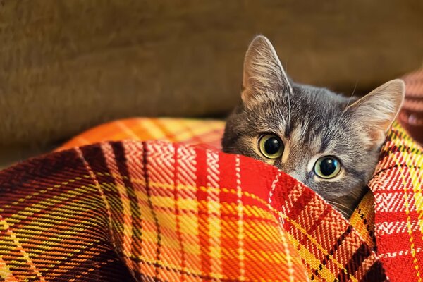 La mirada del gato de debajo de la manta de lana