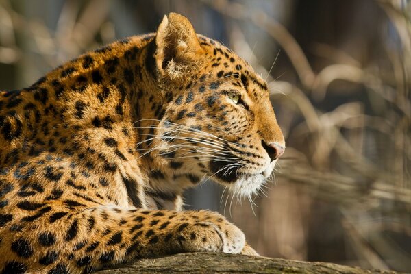 Die Schönheit einer Wildkatze liegt in der Natur