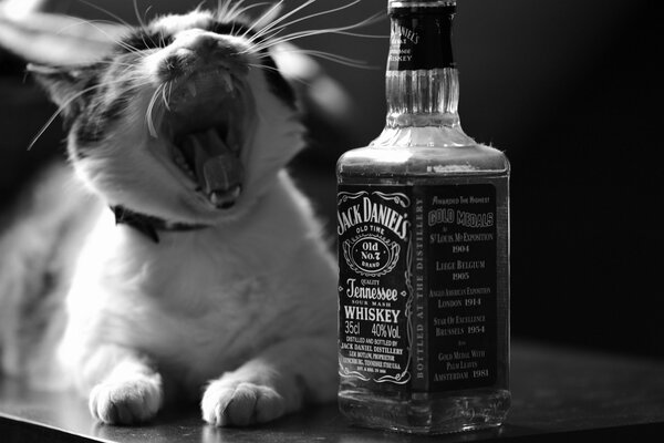 Chat bâille près d une bouteille de whisky
