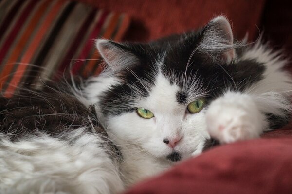 The look of a black and white fluffy cat 