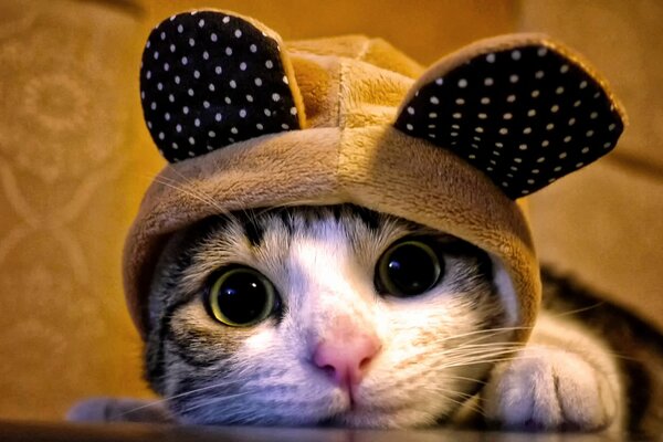 A cat in an eared hood