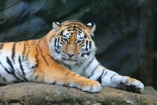 Zdjęcie brutalnego tygrysa na kamieniu