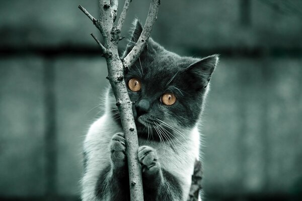 A cat on a blurry background is holding on to a branch. Grey cat with yellow eyes