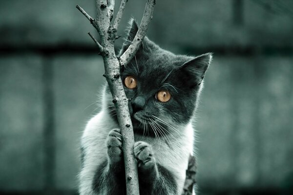 Kot na rozmytym tle trzyma się gałęzi. Szary kot z żółtymi oczami