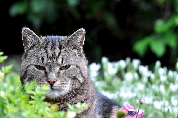 Sguardo astuto al gatto nella radura