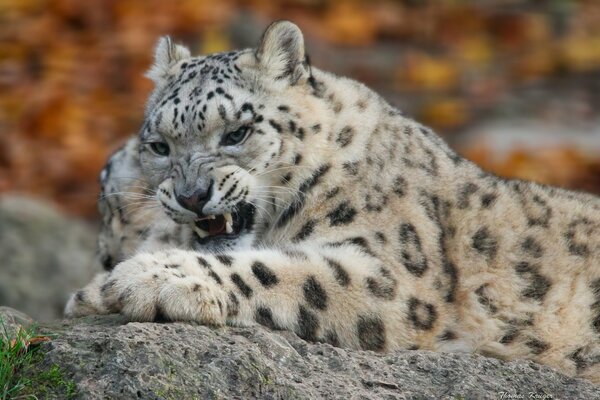 Leopardo delle nevi di Irbis a caccia