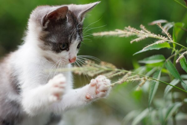 The muzzle of a kitten in nature in summer