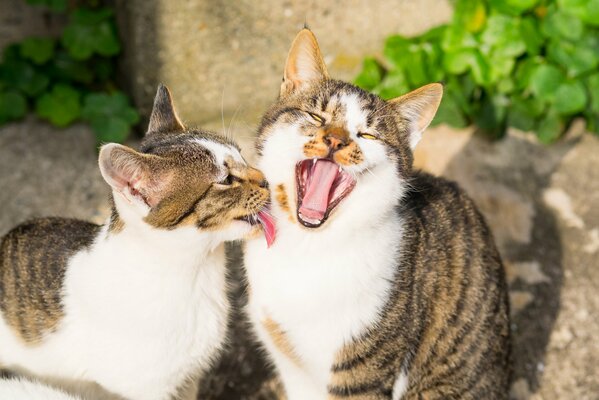 Los gatos, como los humanos, también tienen amistad.