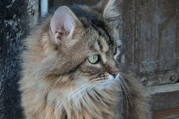 Siberian domestic cat looks into the distance. A cat with a long mustache and green eyes