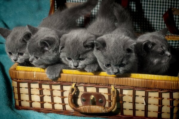 A suitcase with beautiful gray kittens