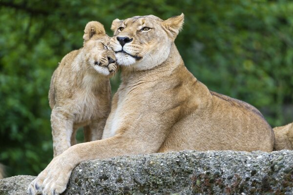 The loving family of a lioness and a lion cub