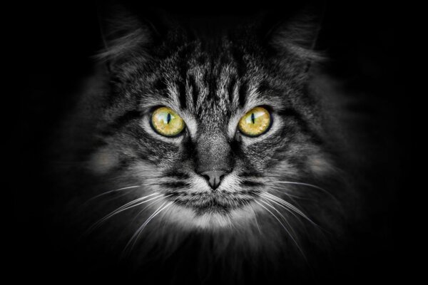 Photo of a brutal cat from a dark background