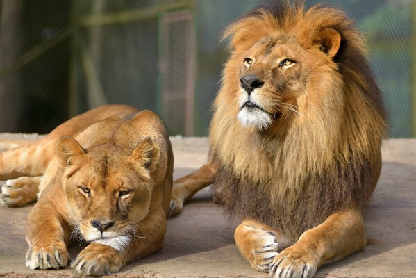 Liv and the lioness are resting after hunting