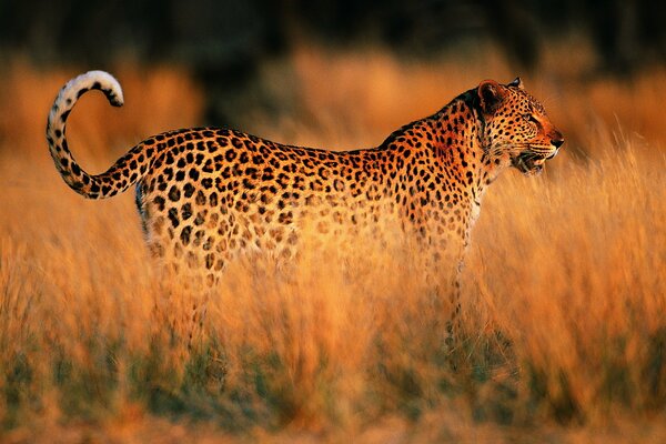 Leopard in der Savanne vor Sonnenuntergang Hintergrund