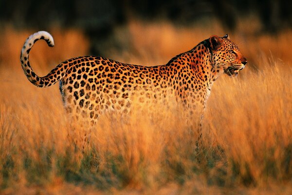 Leopardo en la Sabana en medio de la puesta de sol