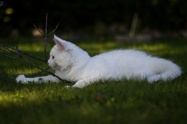 Gato blanco jugando en la hierba