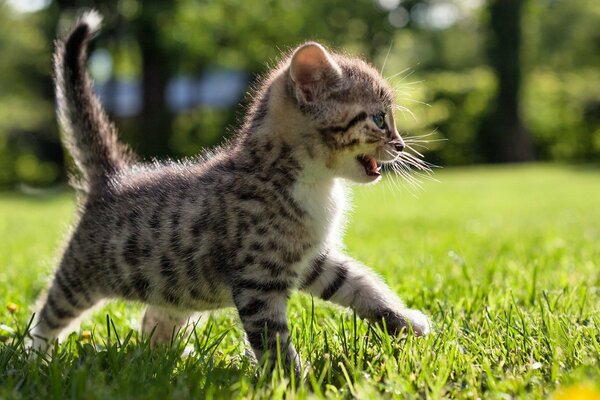 A kitten walks on the grass under the sun