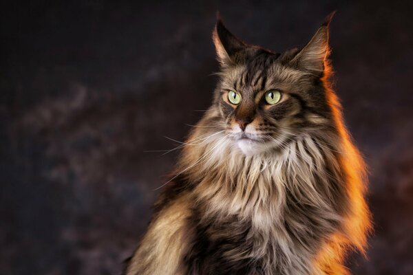 Licht fällt auf die Maine Coon-Katze