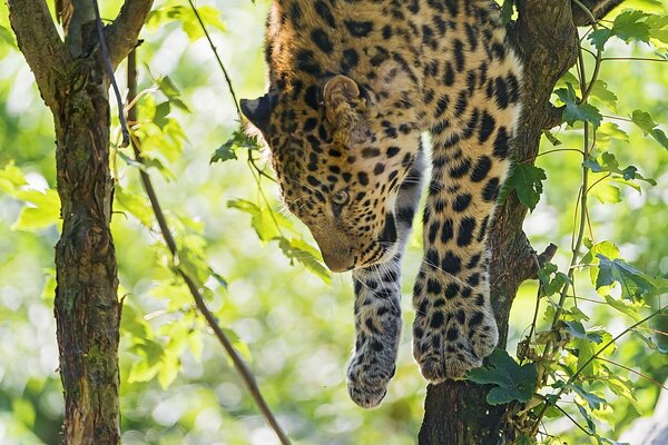 Un depredador cae de un árbol