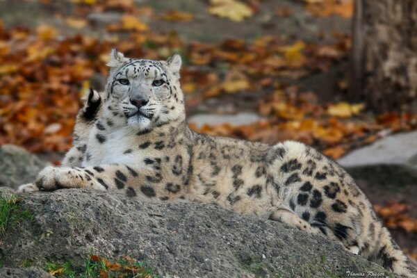 Leopardo de las Nieves en la piedra en otoño. Gato montés. Fauna