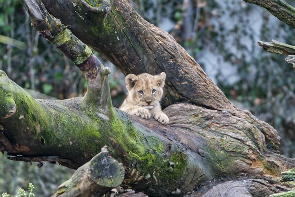 Kotek @Tambako the jaguar