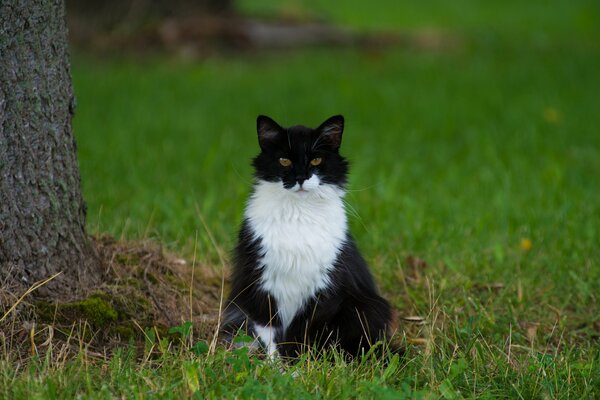 Black and white cat on the green grass