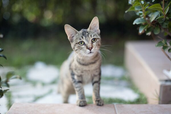 Pequeño gatito con una mirada triste