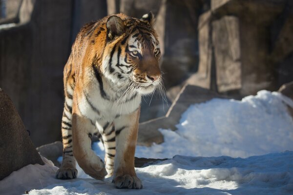 La tigre selvatica aspetta la preda in inverno