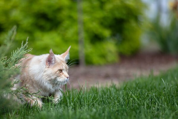 The cat hunts in the summer