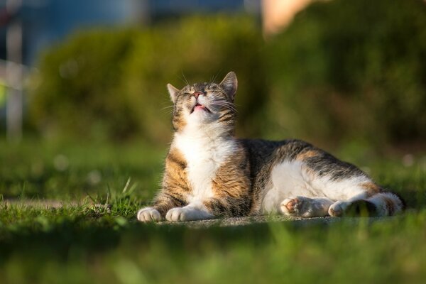 Die Katze liegt auf dem grünen Rasen