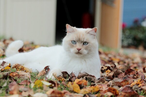 The cat is sitting in the autumn foliage