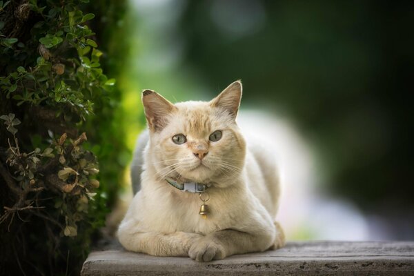 Nachdenkliche Katze mit einer Glocke