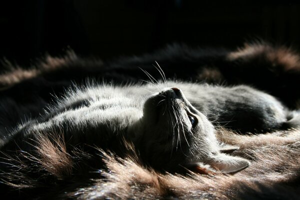 A sly fluffy beauty in the dark