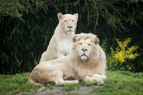 A pair of stately white lions