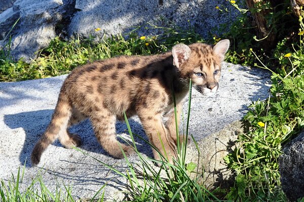 Predator mountain lion stands on a cliff