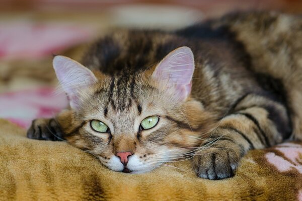 A contented cat is lying on the sofa