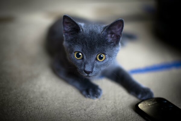 Lindo gatito bebé con una mirada atenta