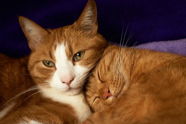 Два рыжих кота мило дремлют